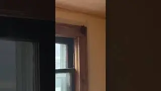 Bat in my room