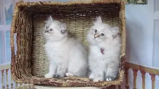 Issa and Ida Siberian Glory. Seal tortie point