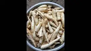 Arrowroot (Koova) 🌱 Fresh, natural & healthy!