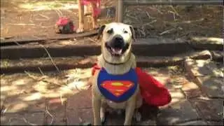 Super Smiley Flash Mob - A Dogumentary - v2 The tour by Megan Blake & Smiley the Dog