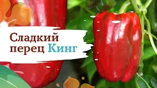 Сладкий перец Кинг
