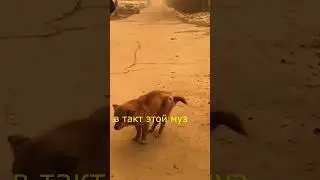 собака рэпер #facts #beyond #юмор #животные #животные #moment