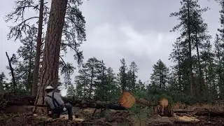 Why long bars and big saws are better in bigger wood.