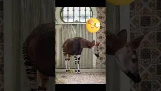 Los animales m&aacute;s extra&ntilde;os del mundo #shorts #viral
