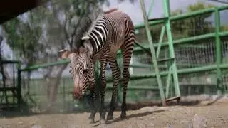 Zebra foal makes public debut at Mexico zoo