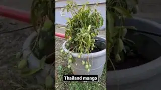 Thailand mango || 365 days seasonless mango plant || Green life planet
