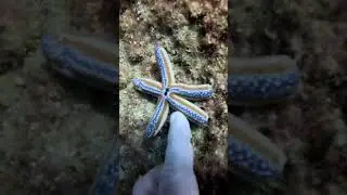 Blue sea star (starfish) 🇨🇷 Scuba diving Playas del Coco, Costa Rica
