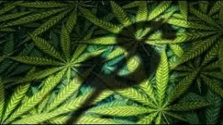 Where Cannabis Meets Capitalism, February 21, 2023