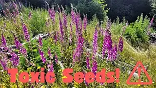 Harvesting Toxic Seeds - Foxglove seed for pollinators