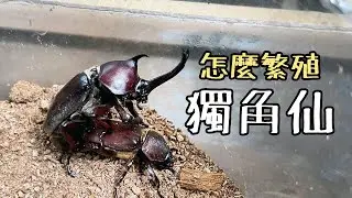 How to Breeding Rhinoceros Beetles