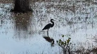 Tricolored Heron Hunts for Food in Afternoon at Black Point Wildlife Drive Merritt Island National