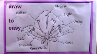 how to draw longitudinal section of flower
