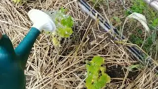 Quick fix for vegetable plants with yellowing leaves and stunted growth