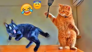 Funniest Cats And Dogs Videos😂- Best Funny Animal Videos 2026😺