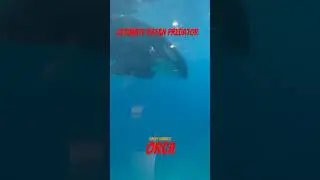 Ultimate Ocean Predator