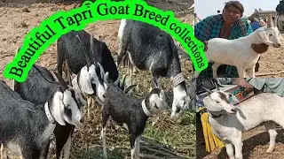 Black tapri goat breed in Tando adam bakra mandi