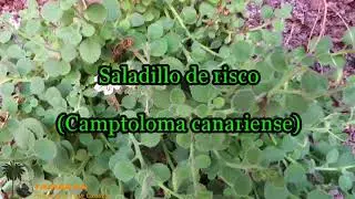 Saladillo de Risco - Camptoloma canariense&nbsp;(Webb & Berthel.) Hilliar