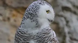 Skaista un fascinē daudzus – kāpēc pūce nav nekāds mājas mīlulis? 24.01.2026 Ķepa uz sirds