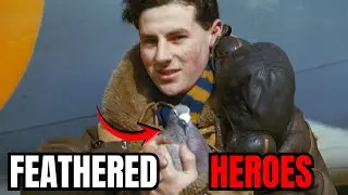 WW2's Feathered Soldiers: How Pigeons Delivered Secret Messages Without Maps Or Compass