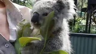 GIZMO THE CUTEST KOALA! | Tim Faulkner