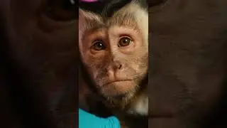 When your dermatologist is a monkey 😂🐒 #PetMakeover #ComedyGold #AnimalAntics #FunnyPets #FurryFrien
