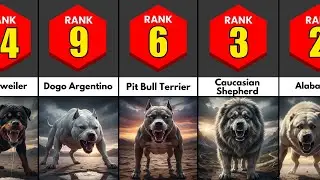 Most Aggressive Dog Breeds Ranked By Risk Factor