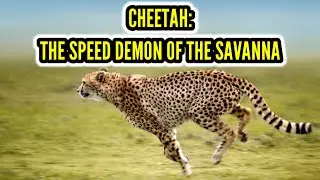 Cheetah: The Speed Demon of the Savanna