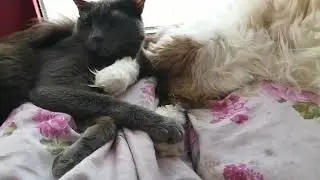 +500тг.🐈Нина Б.🐈&zwj;⬛СПАСИБО!!! на Kaspi +7 771 194 42 69 Глеб Т. 15 февраля 2026г.
