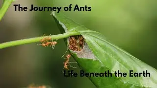 The Hidden World of Ants