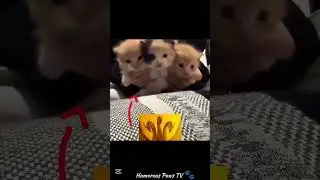 funny animals 2026😂-Funniest Cats and Dogs Video😹🐶 #62 #shortvideo #shortsvideo #shorts