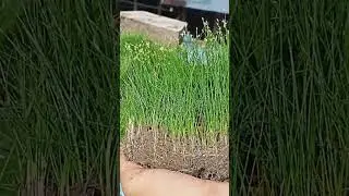 Dwarf Hair Grass For Dayz 🤤🤤