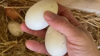 Building a duck nesting box from an old log and salvaged metal