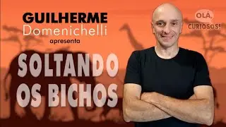 COMO SABER SE UMA ARANHA &Eacute; VENENOSA? - Soltando os Bichos - Programa 64 - Ol&aacute;, Curiosos! 2021