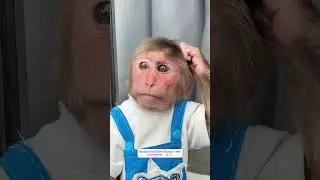 Super Monkey! Cubis the monkey woke up early to grab his morning coffee! #monkey #babymonkey