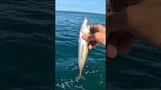 Does Dead Bait work Better than Live Bait? #shorts #fishing