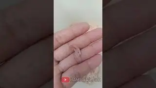 mother hamsters eat their own babies 😭😭😭