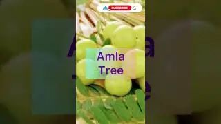 Trees For Home as per vastu shastra! #shorts #shortfeed #ytshorts #vastu