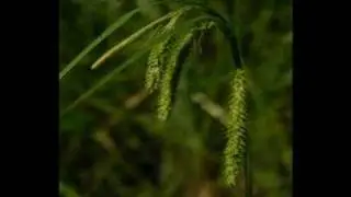Carex mitchelliana
