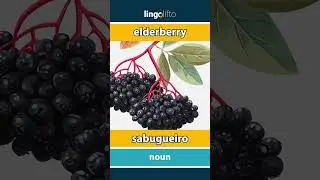 🇬🇧🇵🇹 elderberry - sabugueiro : learn English : vamos aprender ingl&ecirc;s : vocabulary builder