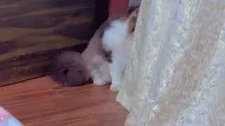 Ash jealous of Skyla//watch till the end😻😻
