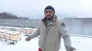 Племенной материал тест на зимостойкость ;))) 17.01.2021