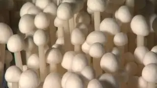 きのっこ第5回Ｒ－１.wmv