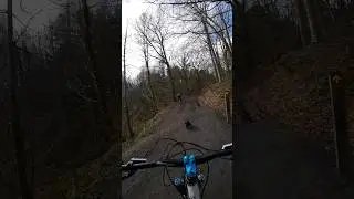 Savage Pug in the woods #mtb #mtbride #mountainbike #biking #bike #dog #pug #trails #chopwellwoods