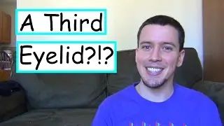 Do Cats Have 3 Eyelids?!?