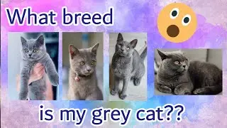 What breed is my cat?? | Different kinds of grey cats | Traits and Characteristics