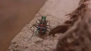 Cicindela chinensis
