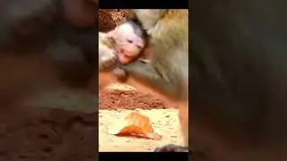 Life of Monkeys: The mother monkey beat the baby monkey so badly that it defecated.