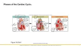 Heart Physiology 2