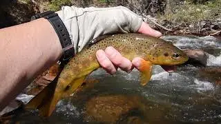 North Fork St  Vrain Creek - Colorado Fly Fishing