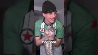 Un chat dans mon appart ??? #twitch #videoclips #videohighlights